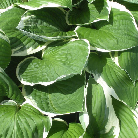 Hosta, Francee 1g