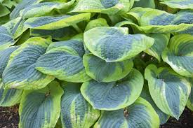 Hosta, Francis Williams 1g