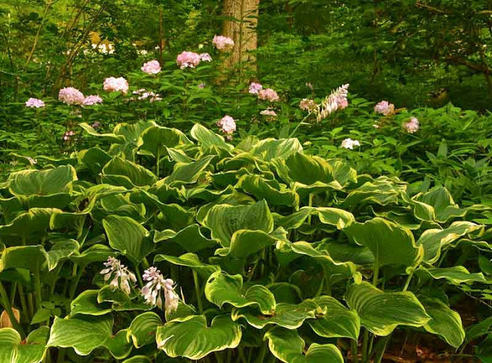 Hosta, Golden Edged 1g