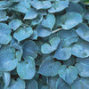 Hosta, Hadspen Blue
