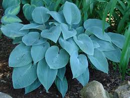 Hosta, Halcyon 1g