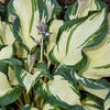 Hosta, Hans