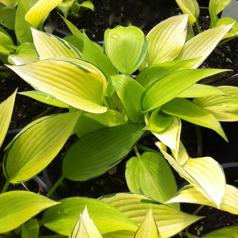 Hosta, June 1g