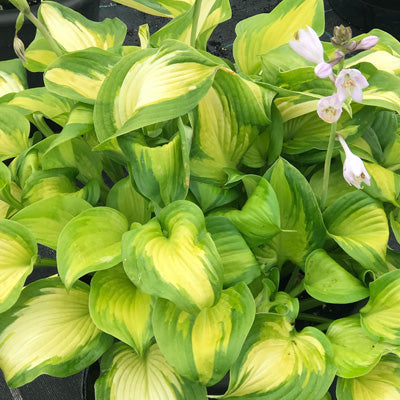 Hosta, Lakeside Banana Bay