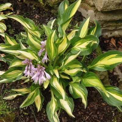 Hosta, Lakeside Little Tuft