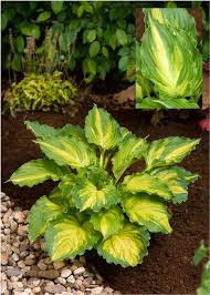 Hosta, Lakeside Paisley Print 1g