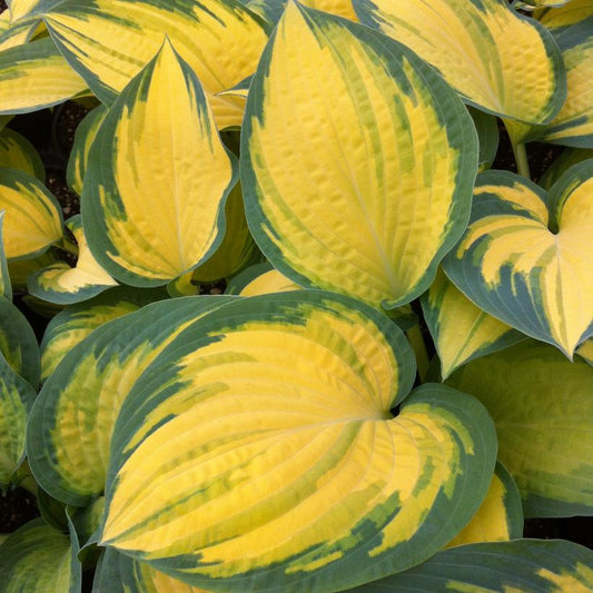 Hosta, Orange Marmalade 1g