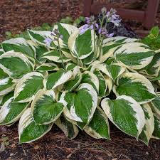 Hosta, Patriot