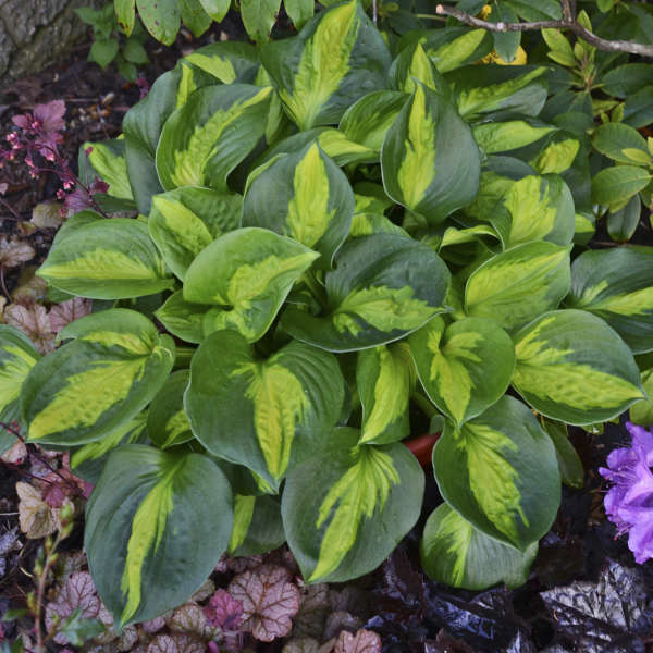 Hosta, Pocketful of Sunshine