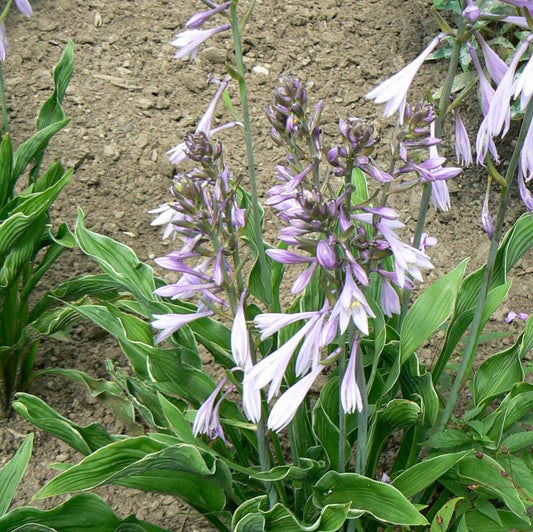 Hosta, Praying Hands 1g