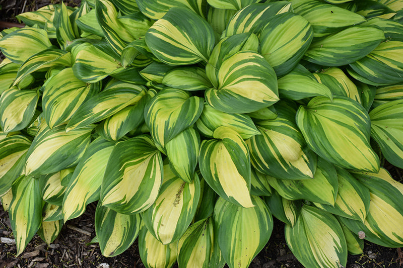 Hosta, Rainbow's End