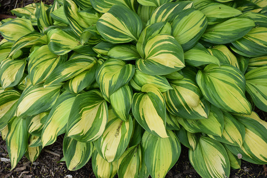 Hosta, Rainbow's End