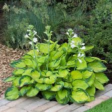 Hosta, Rainforest Sunrise 1g