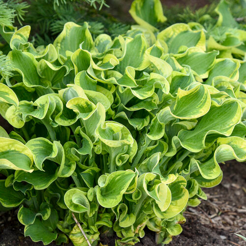 Hosta, Shadowland Wheee! 1g