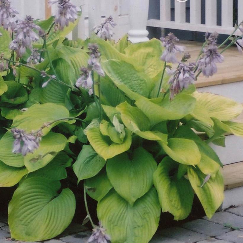 Hosta, Sum and Substance 1g