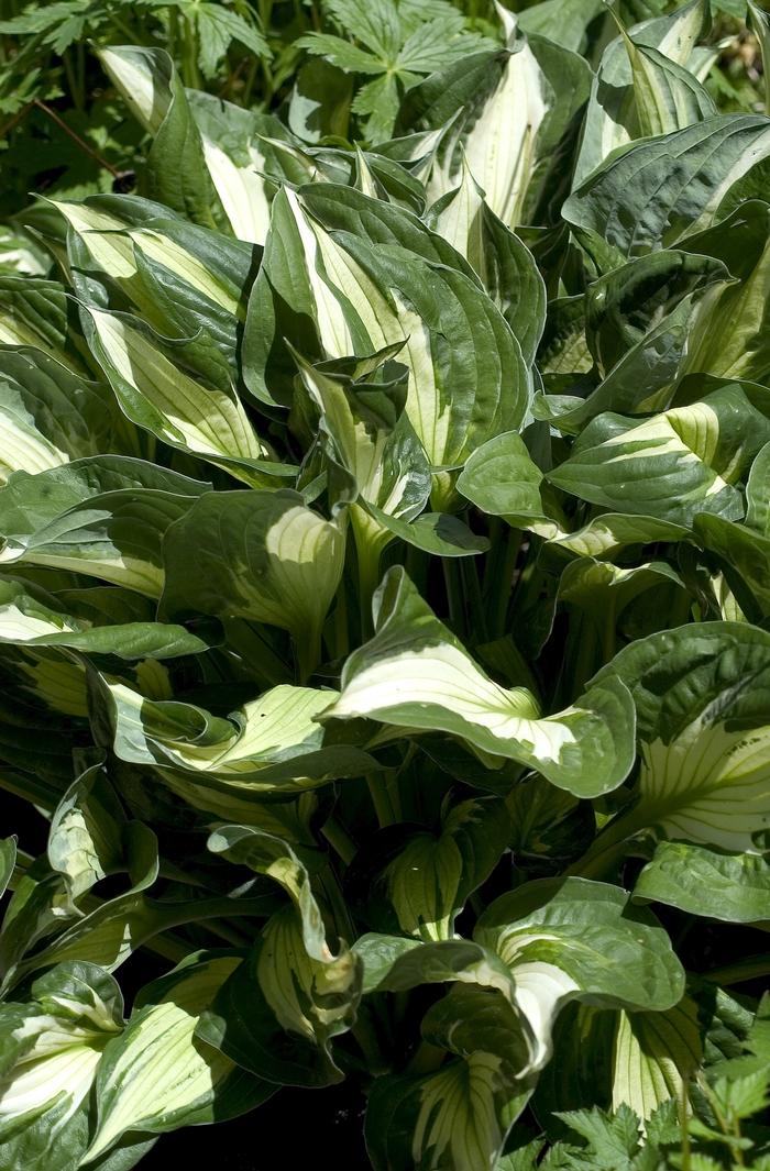 Hosta, Whirlwind
