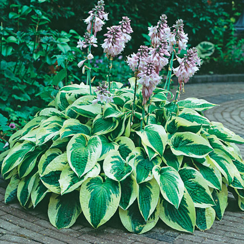 Hosta, Wide Brim