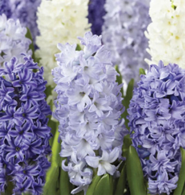 Hyacinth Bulbs, Seabreeze 8/ pkg