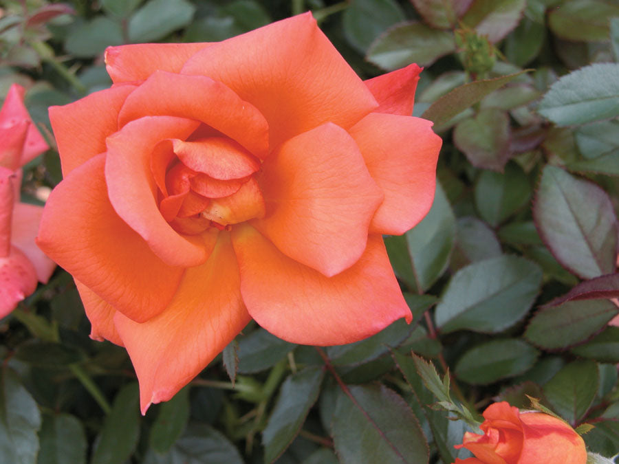 Rose, Halle Hybrid Tea