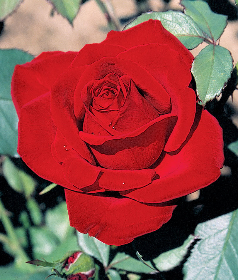 Rose, Olympiad Hybrid Tea