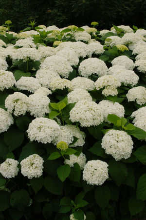 Hydrangea, Annabelle Smooth