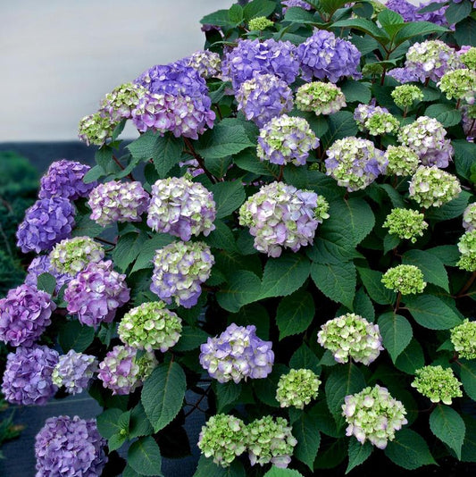 Hydrangea, Endless Summer Bloomstruck