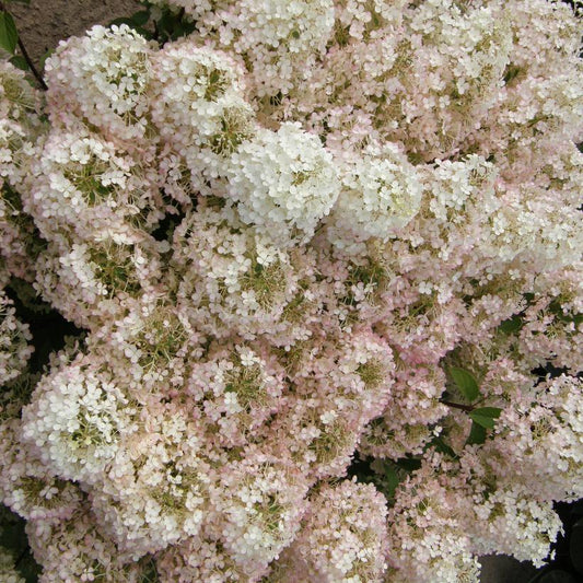 Hydrangea, Bobo Panicle 2g