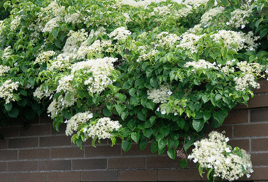 Hydrangea, Climbing 2g