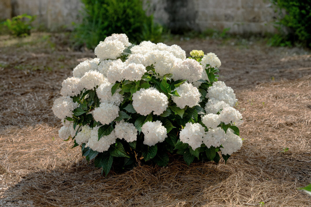 Hydrangea, DreamCloud Reblooming