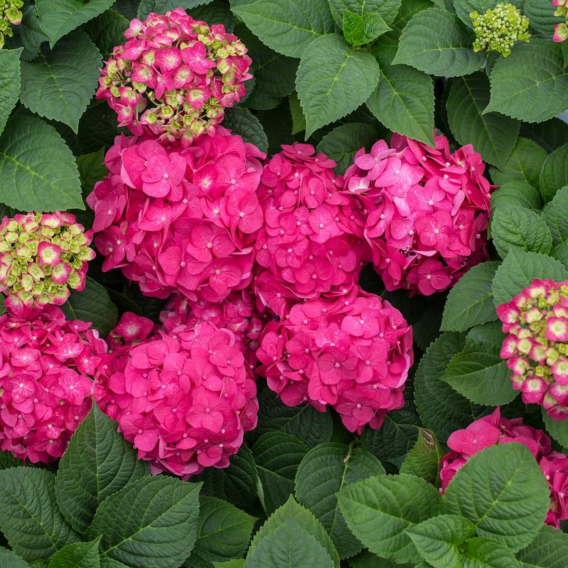 Hydrangea, Endless Summer Summer Crush 2g