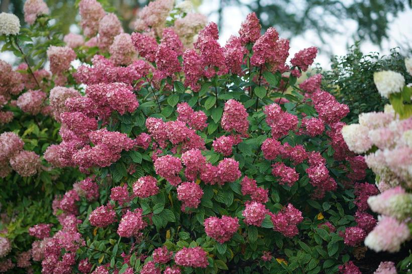 Hydrangea, Fire Light Panicle