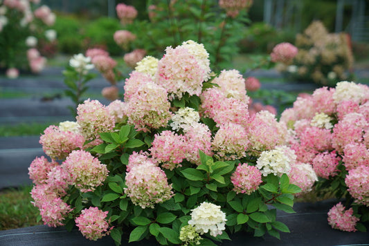 Hydrangea, Fire Light Tidbit Panicle