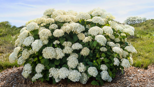 Hydrangea, Flowerfull