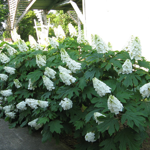 Hydrangea, Gatsby Gal Oakleaf 3 gallon