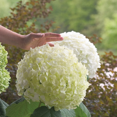 Hydrangea, Incrediball Smooth