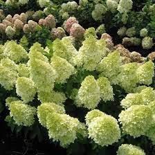 Hydrangea, Lavalamp Moonrock Panicle 2g