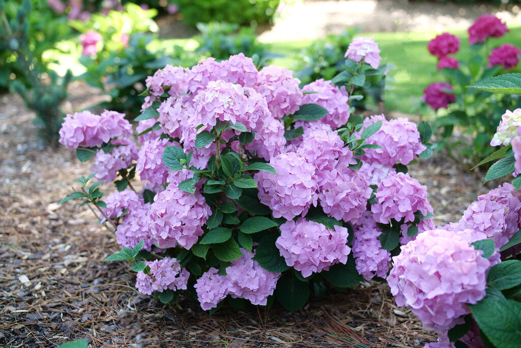 Hydrangea, Let's Dance Sky View