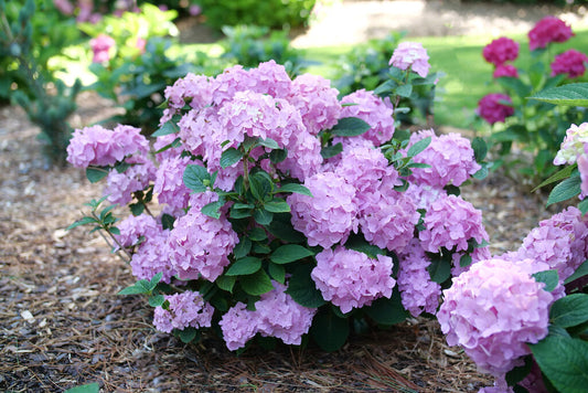 Hydrangea, Let's Dance Sky View