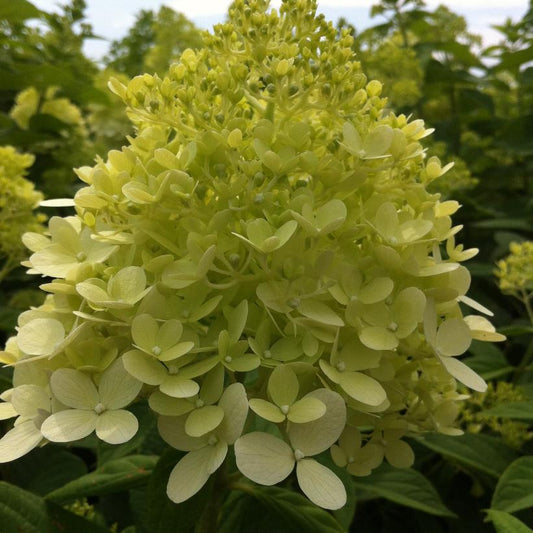 Hydrangea, Limelight Panicle