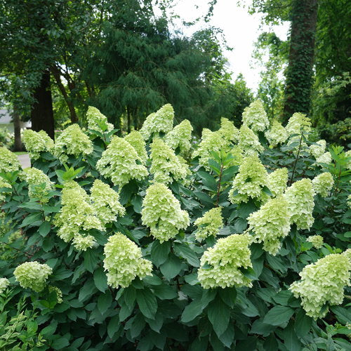 Hydrangea, Limelight Prime 2g