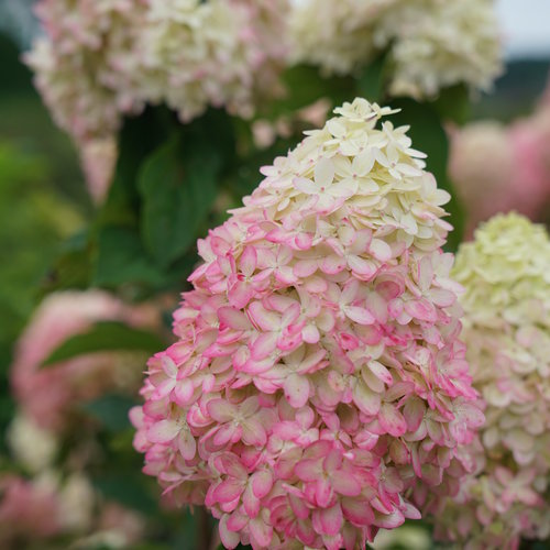 Hydrangea, Limelight Prime 2g