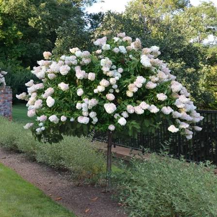 Hydrangea, Limelight Prime