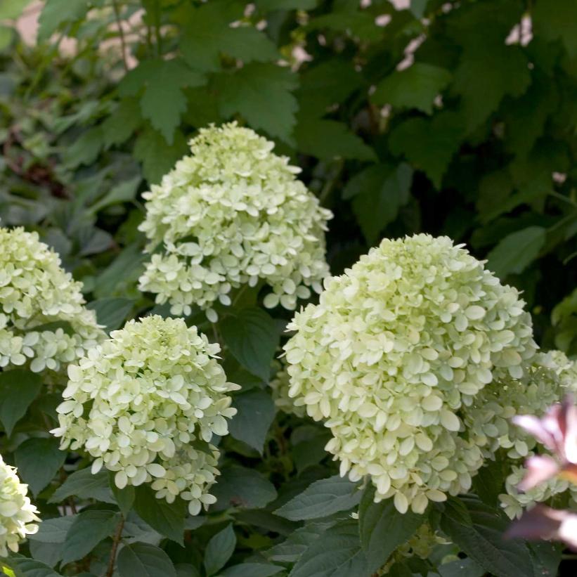 Hydrangea, Little Lime Panicle