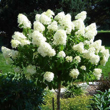 Hydrangea, Little Lime Panicle