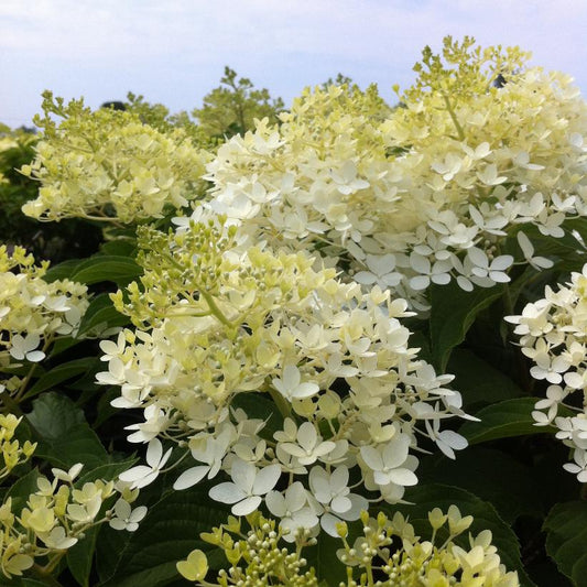 Hydrangea, Phantom Panicle