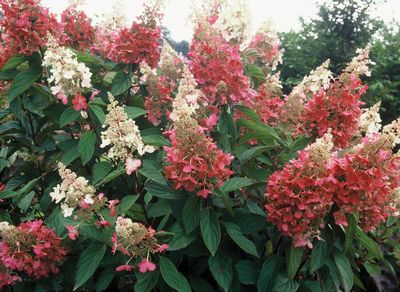 Hydrangea, Pinky Winky