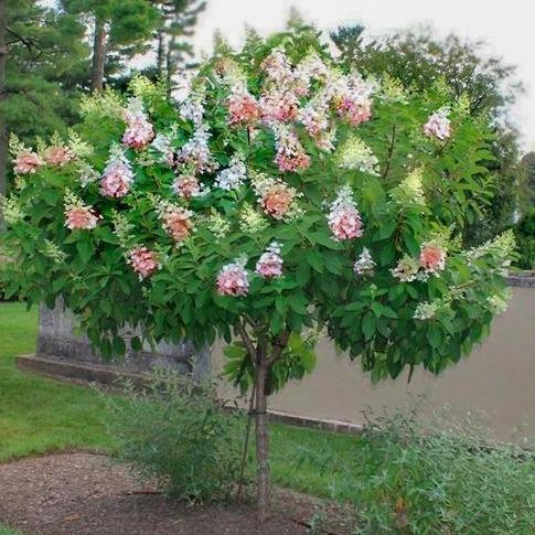 Hydrangea, Pinky Winky