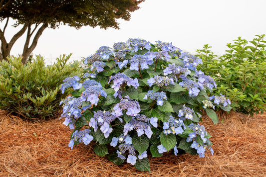 Hydrangea, Endless Summer Pop Star