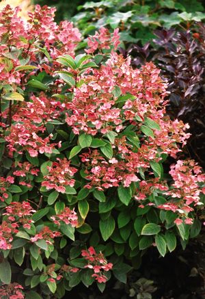 Hydrangea, Quick Fire Panicle