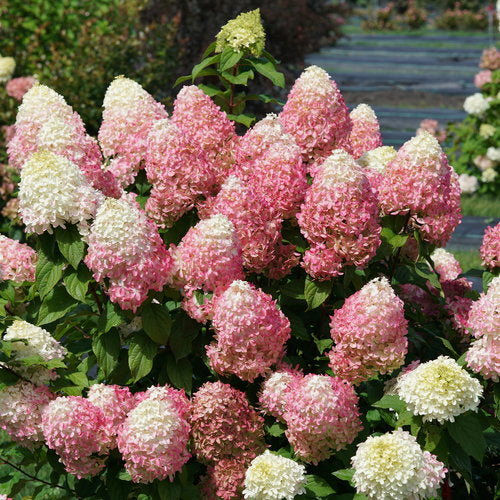 Hydrangea, Quick Fire Fab